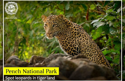 Pench Beyond Tigers: A Journey Through Wildlife, Nature and the Real Jungle Book